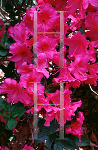 Picture of Rhododendron (subgenus Azalea) 'Nocturne'