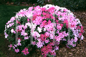 Picture of Rhododendron (subgenus Azalea) 'Baroque'