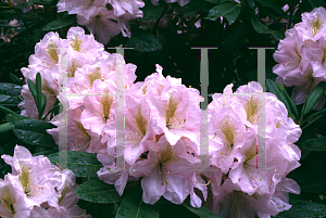 Picture of Rhododendron (subgenus Rhododendron) 'Merley Cream'