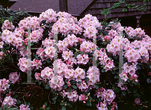 Picture of Rhododendron catawbiense 'Janet Blair'