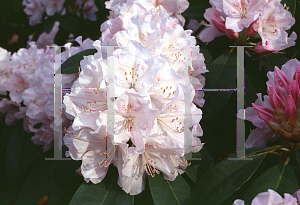 Picture of Rhododendron (subgenus Rhododendron) 'Wynterset White'