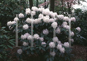 Picture of Rhododendron (subgenus Rhododendron) 'Wynterset White'