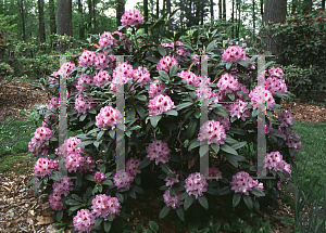 Picture of Rhododendron catawbiense 'Blue Ensign'