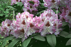 Picture of Rhododendron catawbiense 'Blue Ensign'