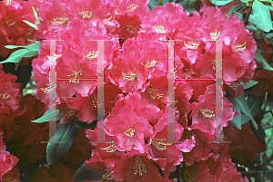 Picture of Rhododendron (subgenus Rhododendron) 'Spring Parade'