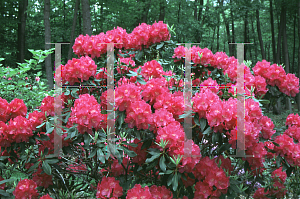 Picture of Rhododendron (subgenus Rhododendron) 'Spring Parade'