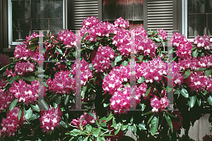 Picture of Rhododendron (subgenus Rhododendron) 'David Gable'