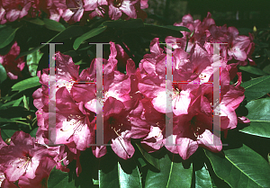 Picture of Rhododendron (subgenus Rhododendron) 'David Gable'