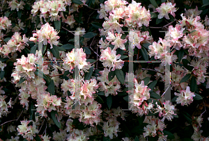 Picture of Rhododendron (subgenus Rhododendron) 'Mary Fleming'