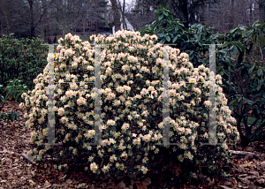 Picture of Rhododendron (subgenus Rhododendron) 'Mary Fleming'