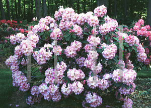 Picture of Rhododendron (subgenus Rhododendron) 'Tom Everett'