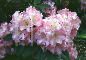 Picture of Rhododendron (subgenus Rhododendron) 'Tom Everett'