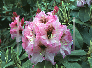 Picture of Rhododendron (subgenus Rhododendron) 'Ben Moseley'