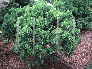 Picture of Ilex glabra 'Shamrock'