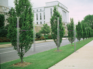 Picture of Carpinus betulus 'Fastigiata'