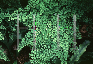 Picture of Adiantum macrophyllum 