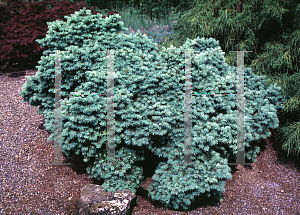 Picture of Pseudotsuga menziesii 'Densa'