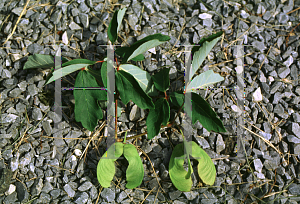 Picture of Acer griseum 