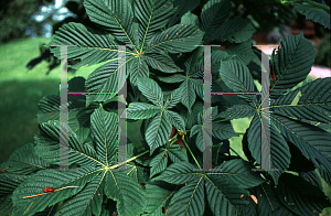 Picture of Aesculus indica 'Sydney Pearce'