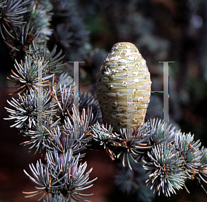 Picture of Cedrus libani ssp. atlantica 