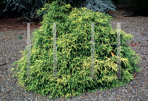 Picture of Chamaecyparis pisifera 'Sungold'