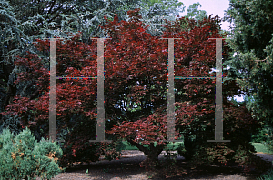 Picture of Acer palmatum 'Oshio beni'