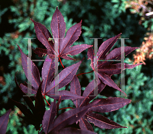 Picture of Acer palmatum 'Moonfire'