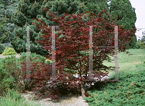 Picture of Acer palmatum 'Moonfire'