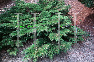 Picture of Juniperus sabina 'Monna (Calgary Carpet)'