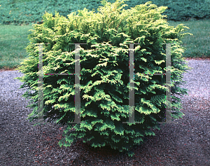 Picture of Chamaecyparis obtusa 'Elmwood Gold'