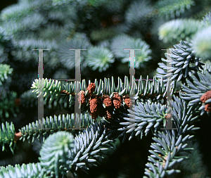 Picture of Abies pinsapo 'Glauca'