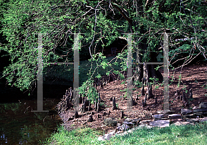 Picture of Taxodium distichum 