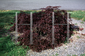 Picture of Acer palmatum (Dissectum Group) 'Inaba shidare'