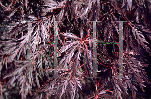 Picture of Acer palmatum (Dissectum Group) 'Inaba shidare'