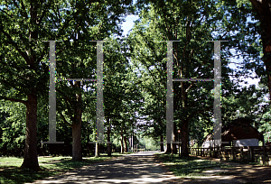 Picture of Quercus alba 