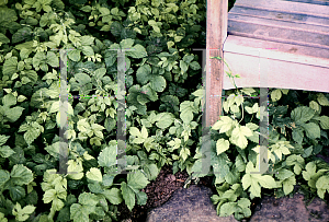 Picture of Humulus lupulus 'Aureus'