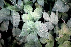 Picture of Humulus lupulus 'Aureus'