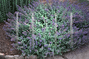 Picture of Nepeta x faassenii 'Blue Wonder'