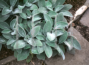 Picture of Stachys byzantina 'Big Ears'