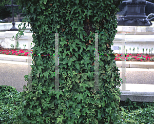 Picture of Hedera helix 'Manda's Crested'