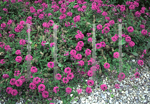 Picture of Verbena canadensis 'Homestead Purple'