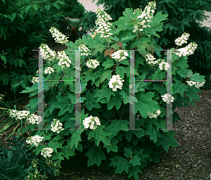 Picture of Hydrangea quercifolia 'Alice'