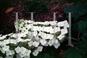 Picture of Hydrangea quercifolia 'Alice'