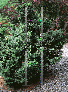 Picture of Chamaecyparis obtusa 'Split Rock'