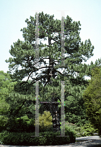 Picture of Pinus nigra 