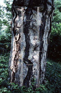 Picture of Pinus nigra 