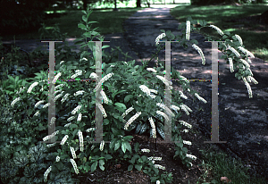 Picture of Itea virginica 'Longspire'