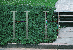 Picture of Juniperus horizontalis 'Wiltonii'