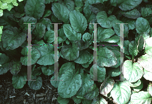 Picture of Ajuga reptans 'Jungle Beauty'