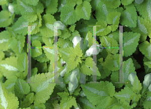 Picture of Lamium maculatum 'Beedham's White'